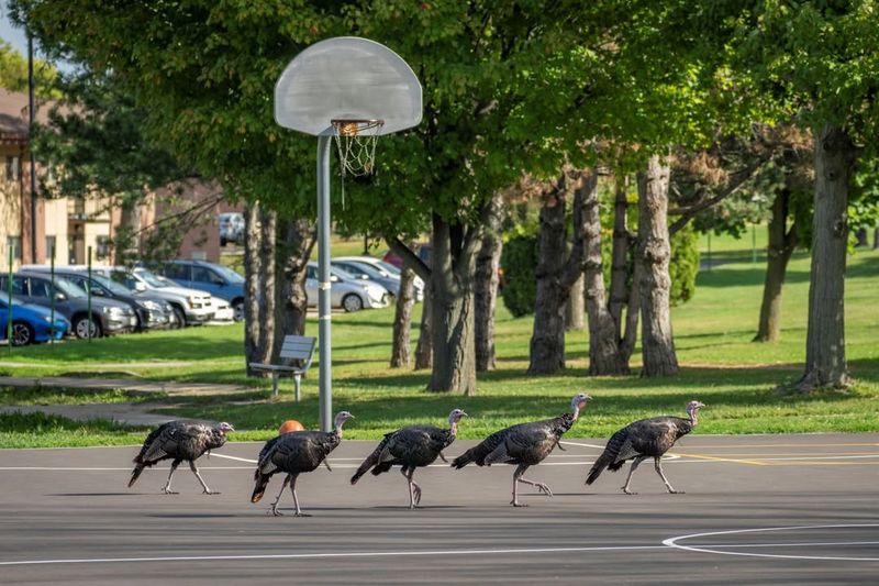 Wild Turkeys: Suburban Strutters