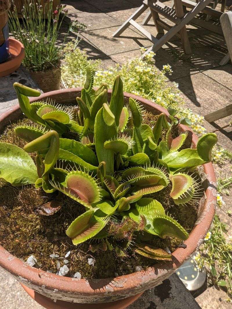 Plant trap crops