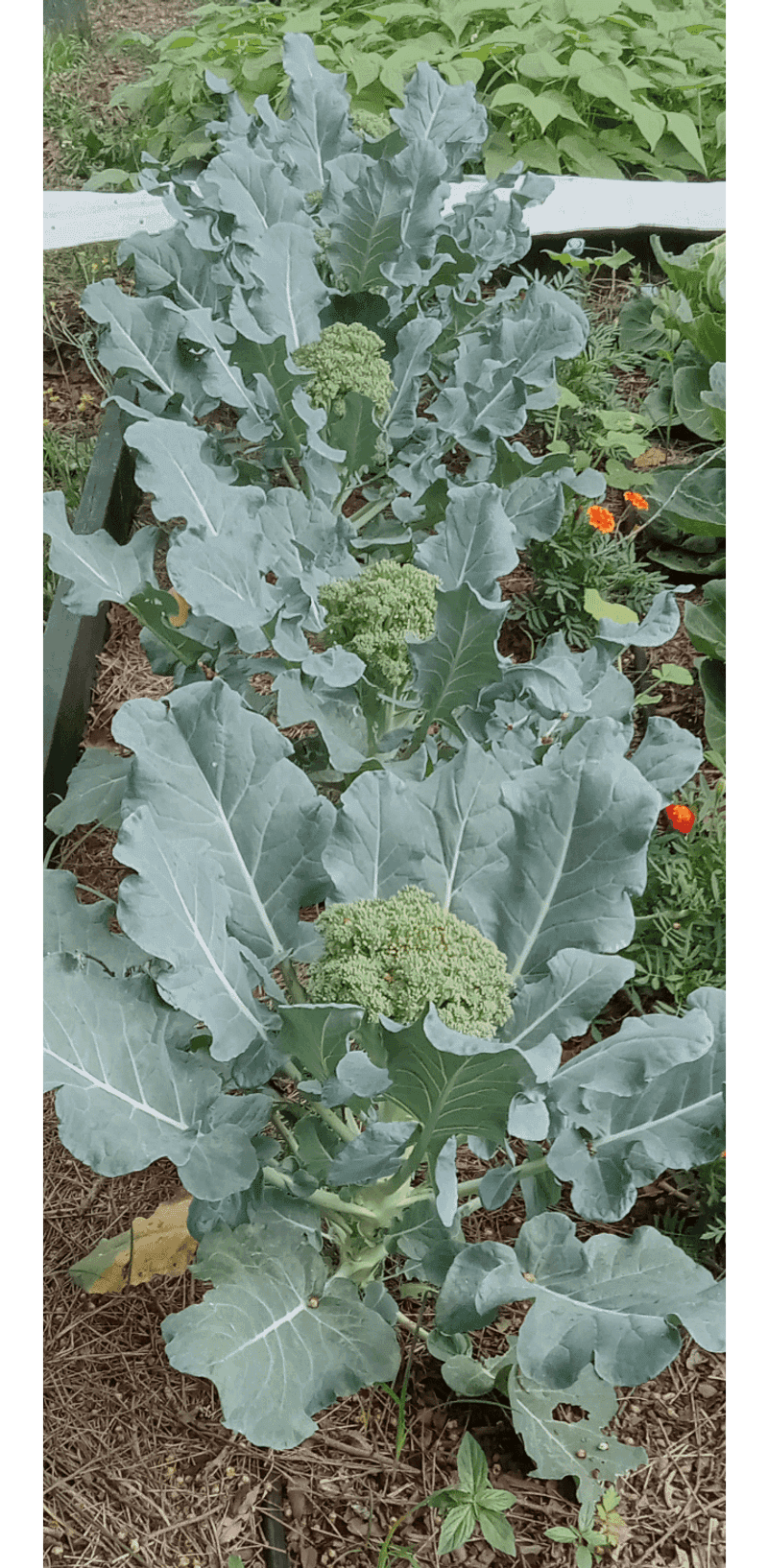 Harvest Promptly