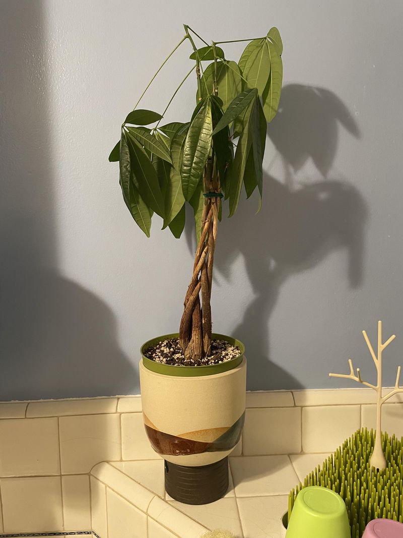 Prune During Growing Season