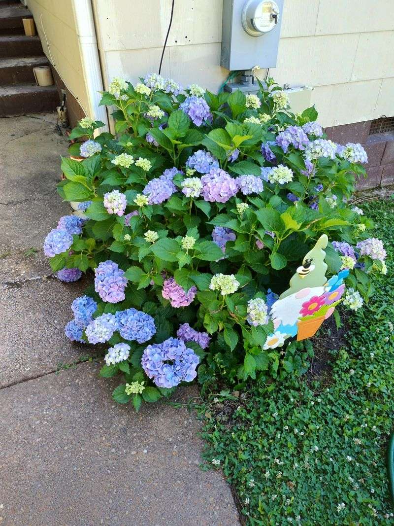 Add Pine Needles Mulch