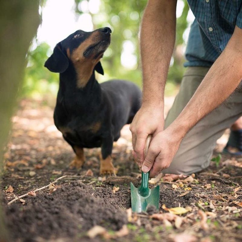 Clean Up Pet Waste Promptly