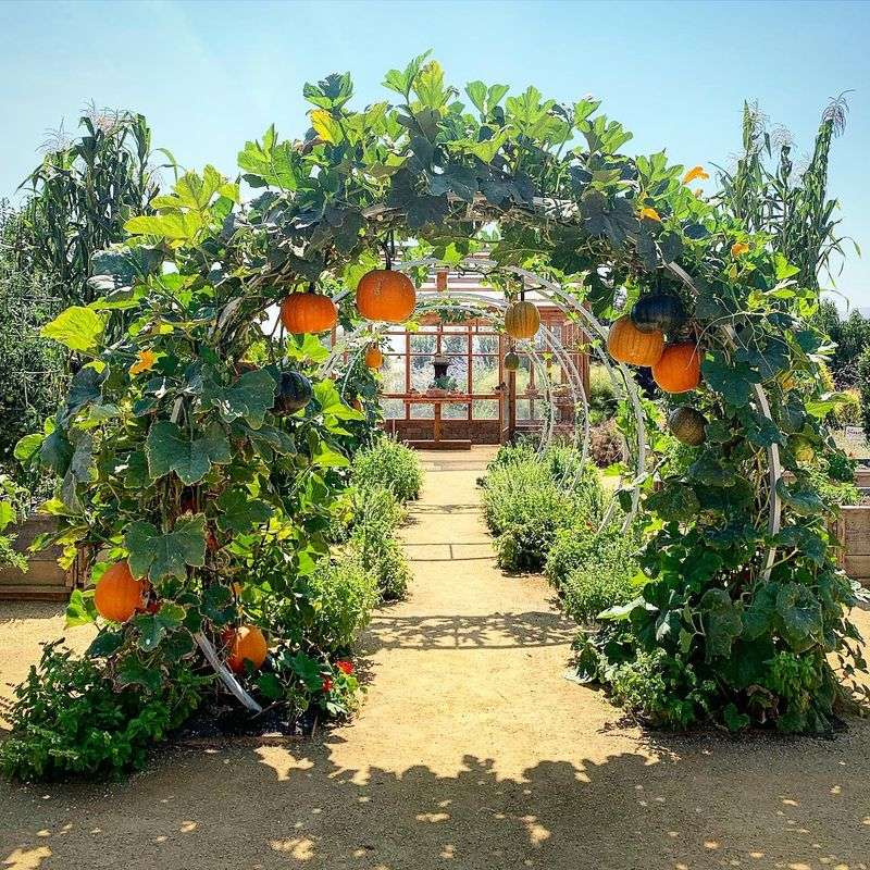 Plant Companion Herbs