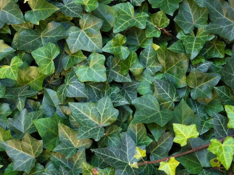 Apply Organic Herbicides