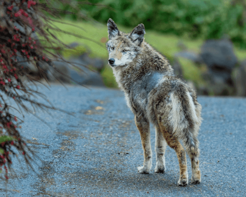 Walk Pets With Protective Measures