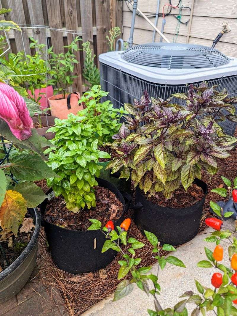 Adjust For Container Plants