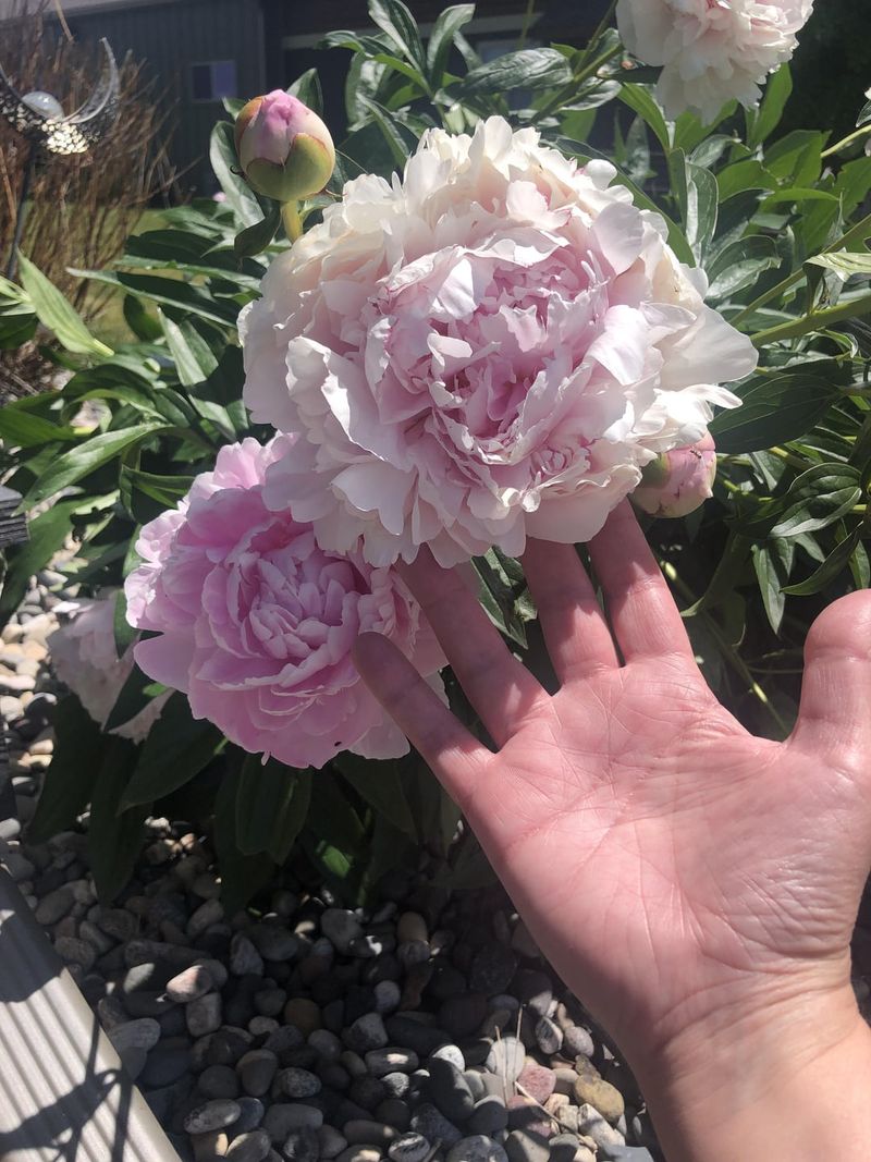 Stake Individual Stems