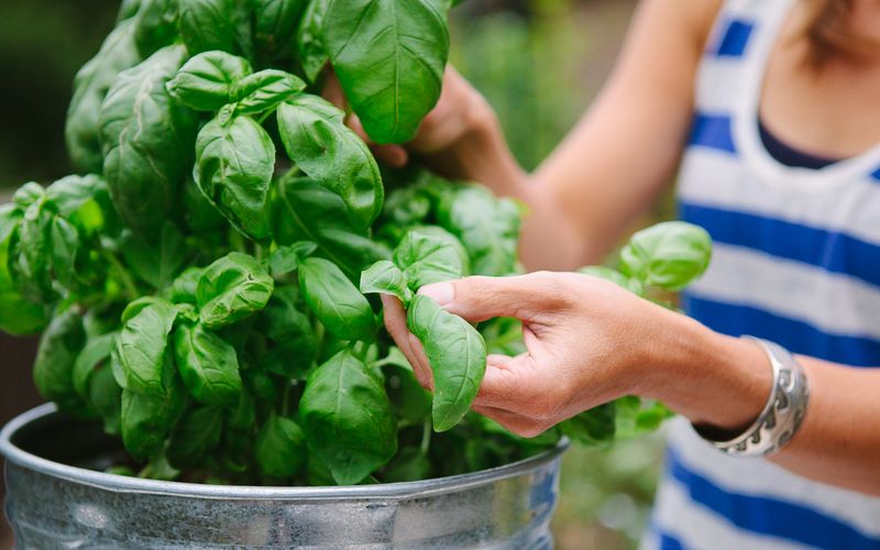 Harvest Regularly to Encourage Growth