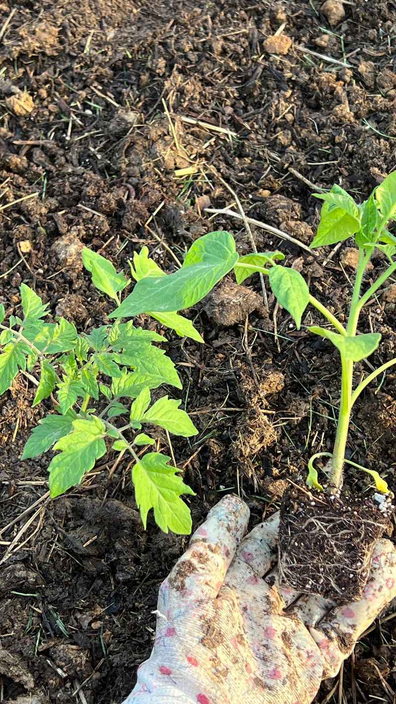 Focus On Root Development