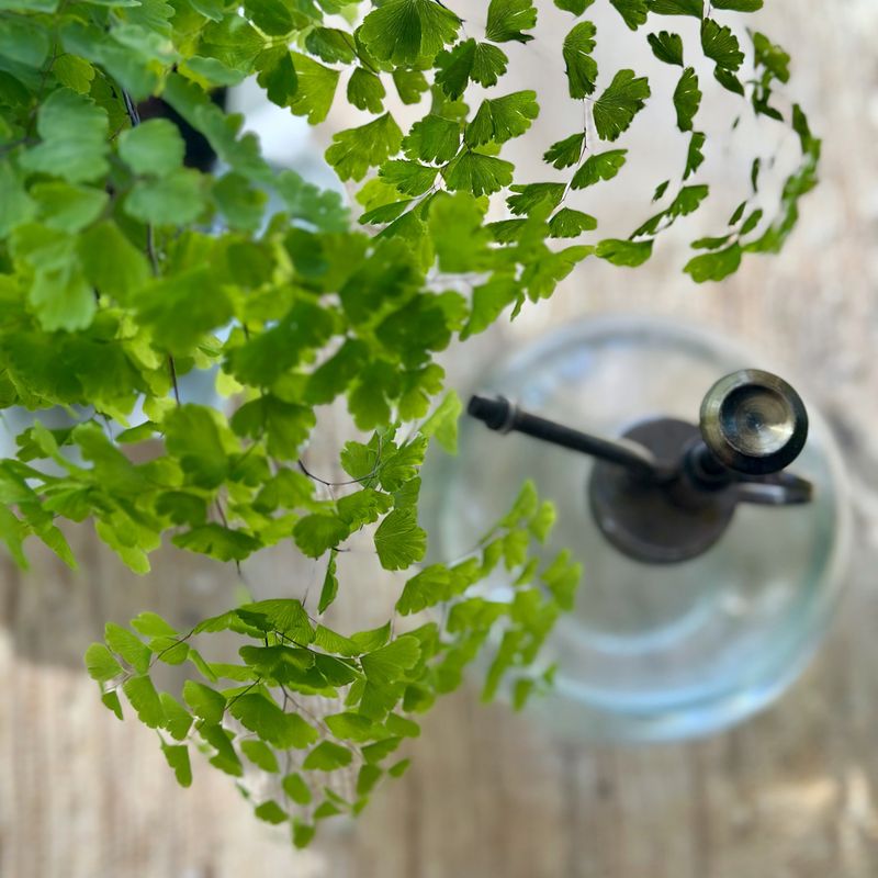 Master The Art Of Misting