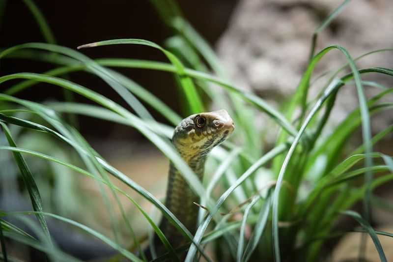 Apply Commercial Snake Repellents