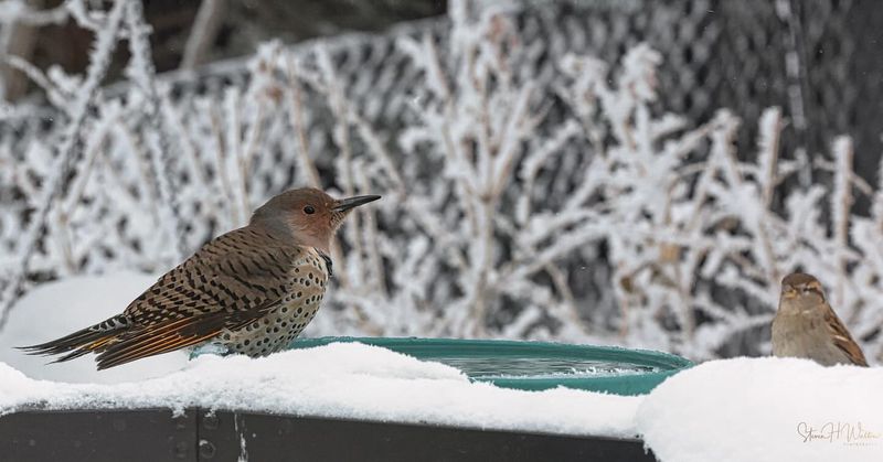 Forgetting Winter Maintenance