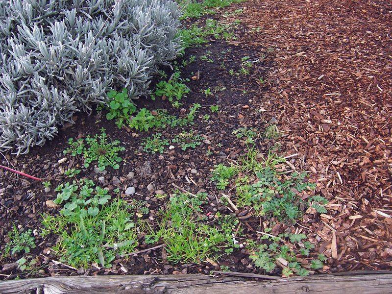 Neglecting Preventative Mulching
