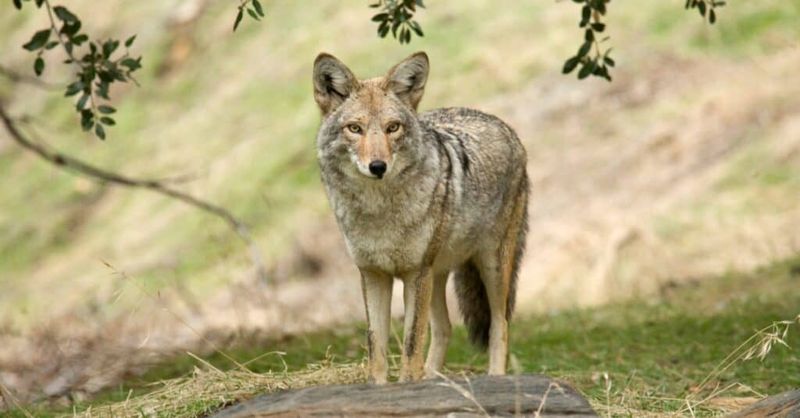 Illinois' Prairie Prowlers