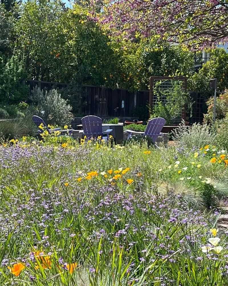 Pollinator Paradise In Unused Lawn Areas