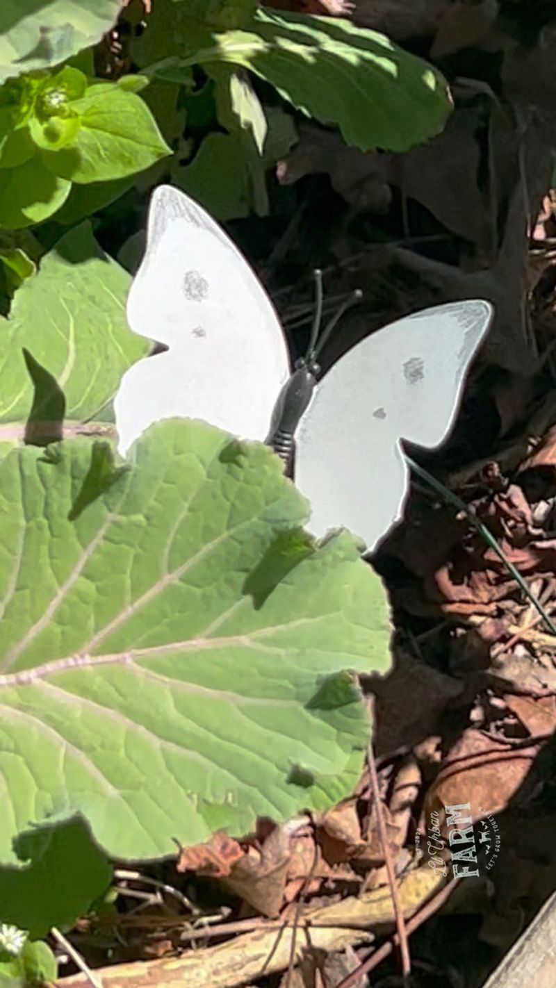 Plant a Decoy Garden