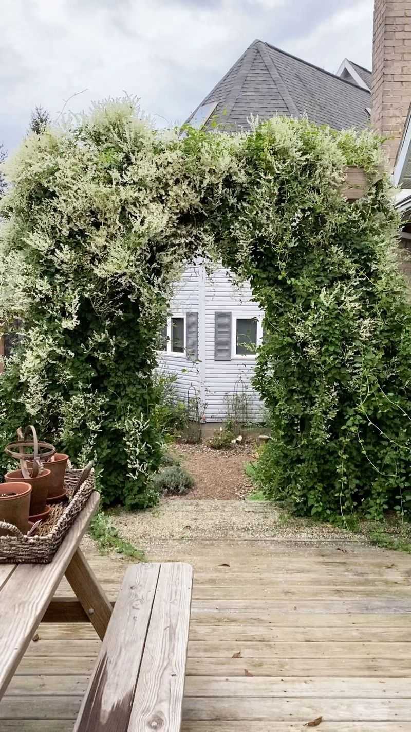 Silver Vine