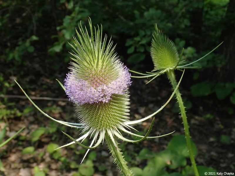 Teasel (Dipsacus fullonum)