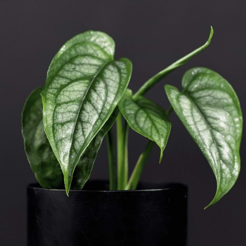 Monstera Siltepecana