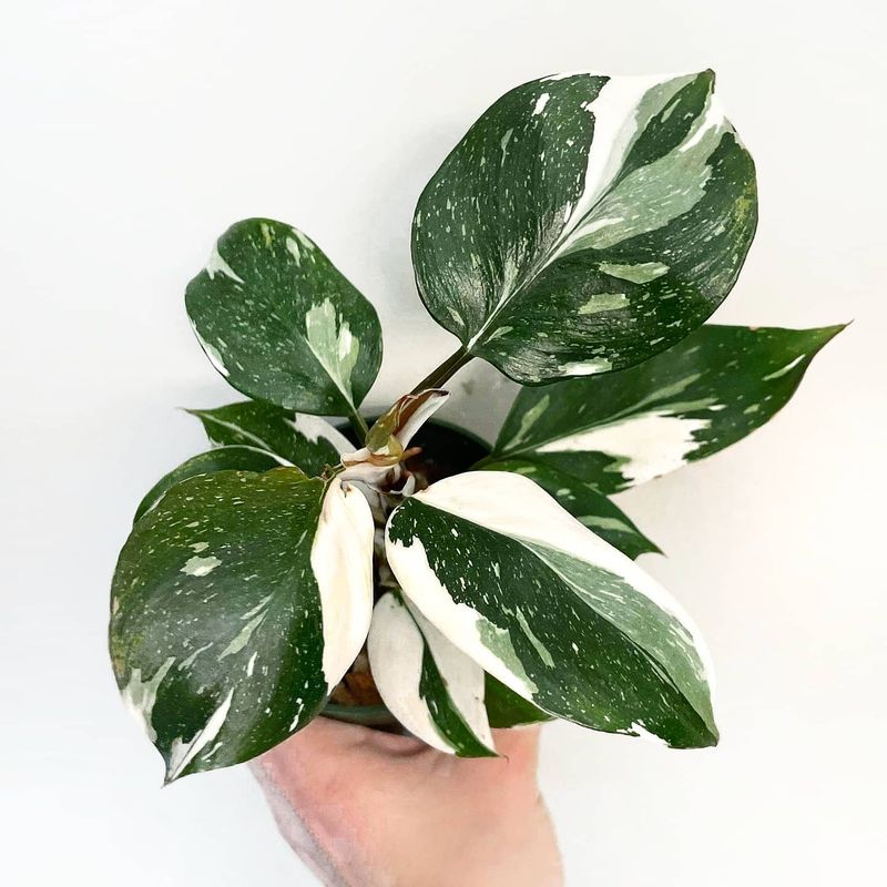 Philodendron White Knight