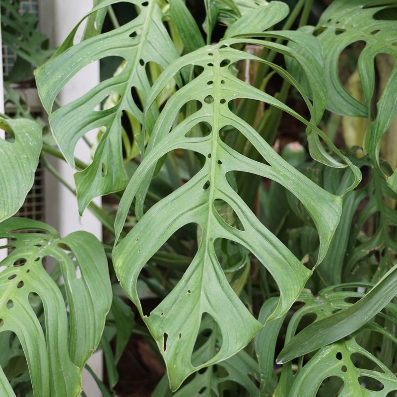 Monstera Esqueleto