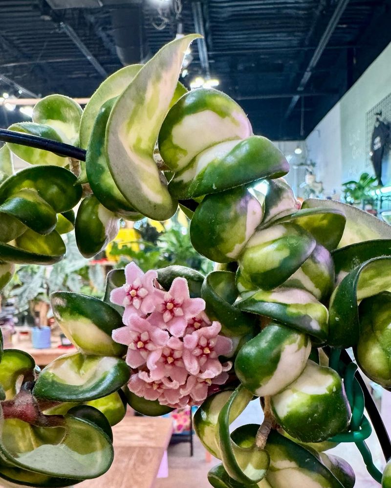 Hoya Carnosa Compacta Variegata