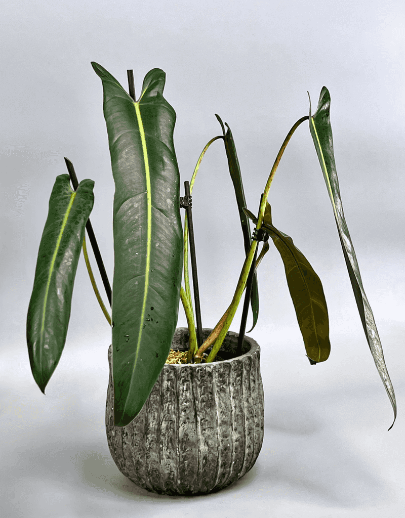 Philodendron Spiritus Sancti