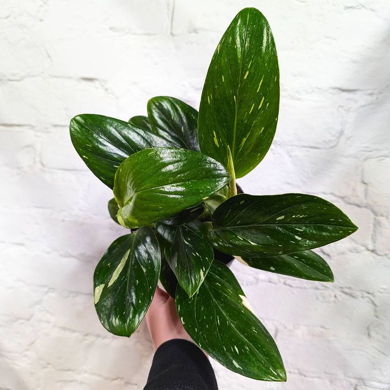 Variegated Monstera Standleyana Albo