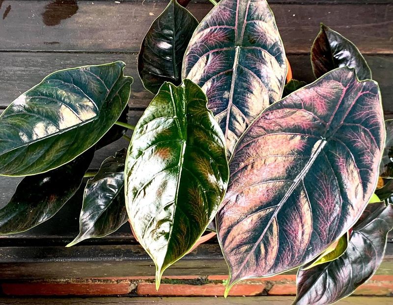 Alocasia Azlanii