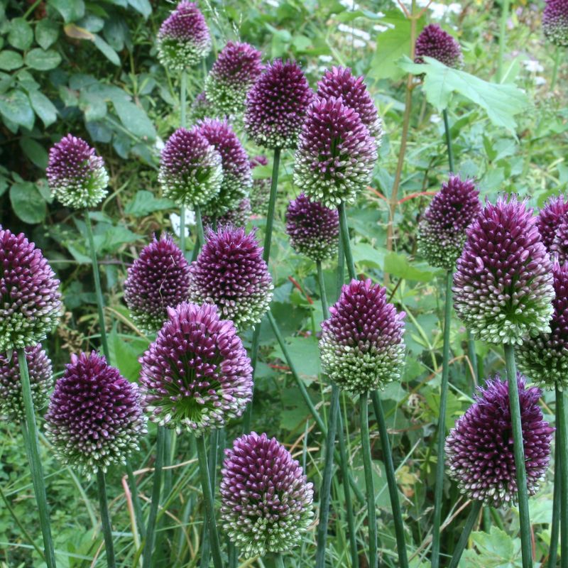 Drumstick Allium (Allium sphaerocephalon)