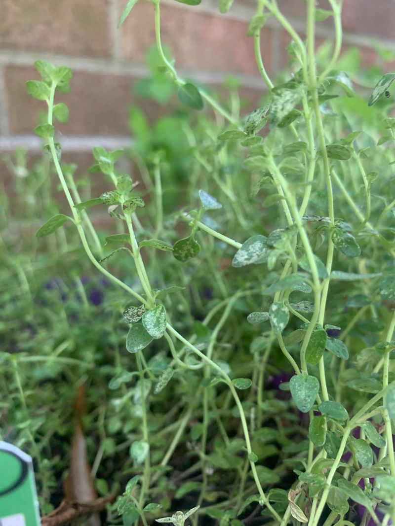 Pest Management Oversights