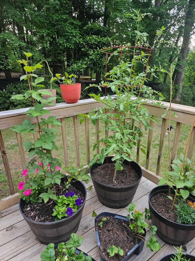 Container Garden Rescue