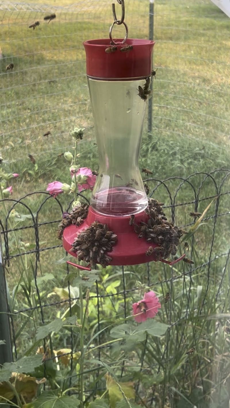 Mint Spray Deterrent