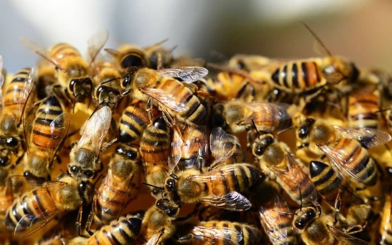 Africanized Honey Bees