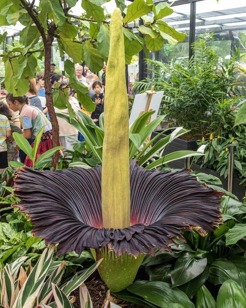 Corpse Flower: The Stinky Giant