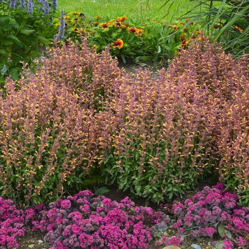 Agastache (Hyssop)