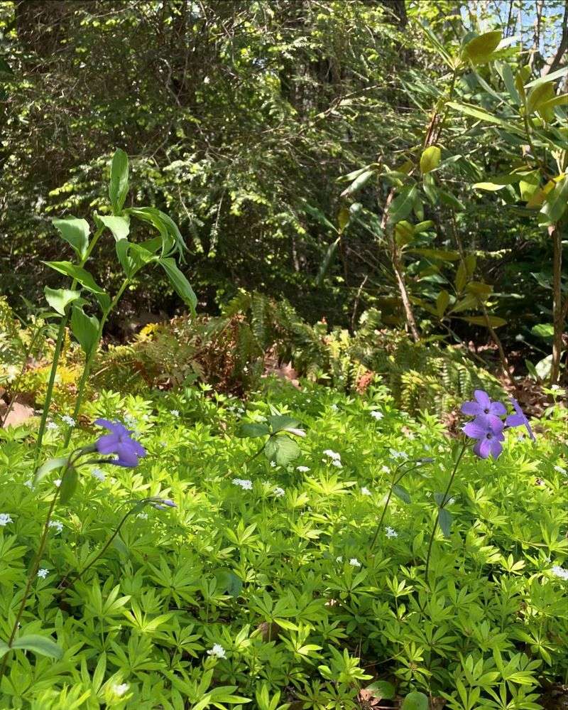 Sweet Woodruff