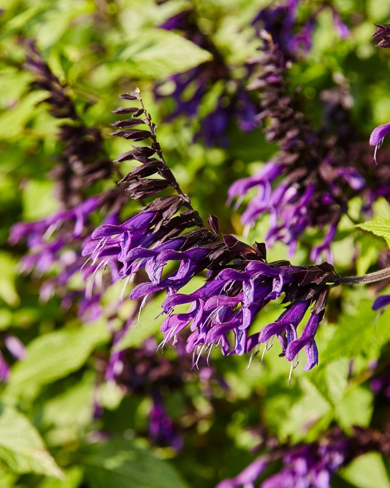 Salvia