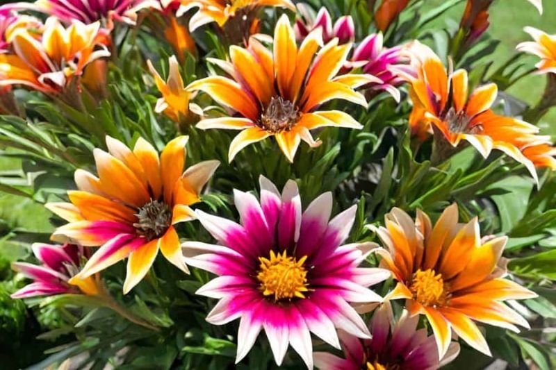 Gazania