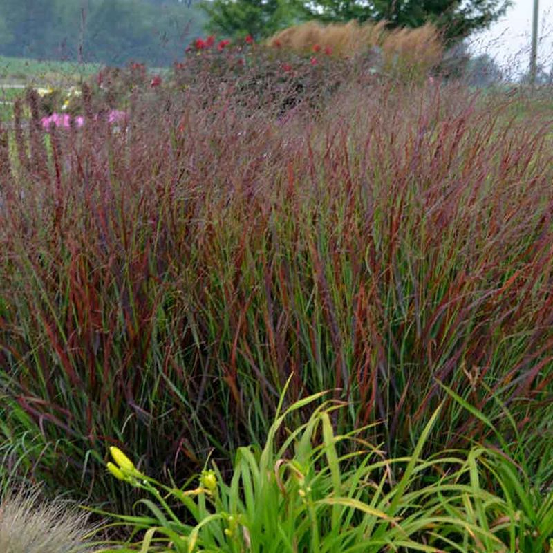 Switchgrass