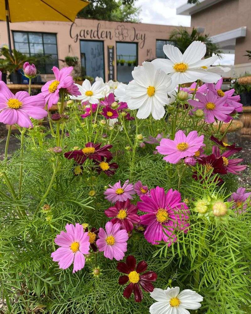 Cosmos Container