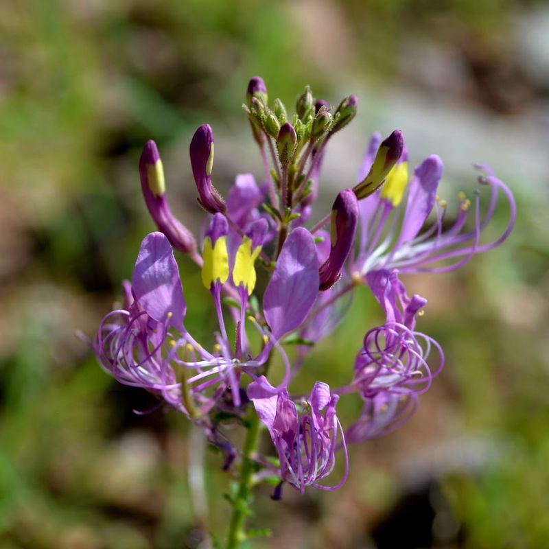 Cleome