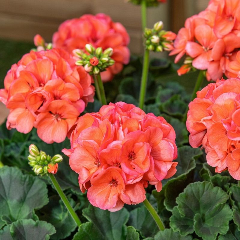Showy Geraniums