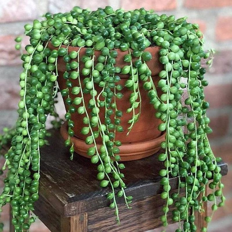 Striking String of Pearls