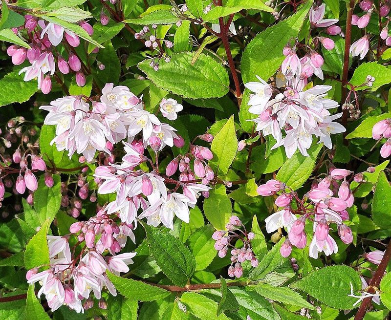 Elegant Deutzia