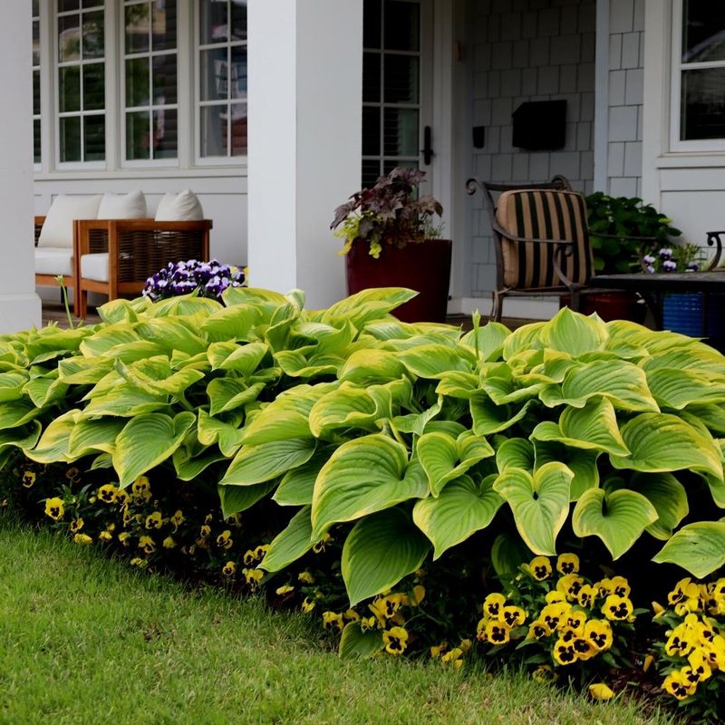 Green And Variegated Buffer Zones