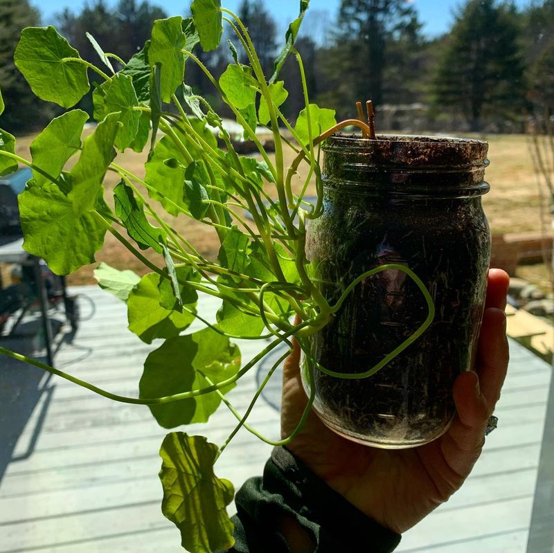 Glass Jar Seed Starting Shelf