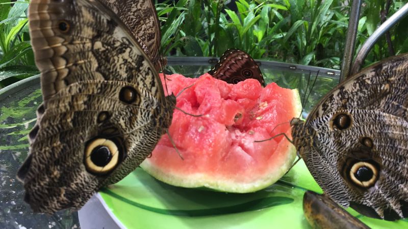 Butterfly Fruit Feeder