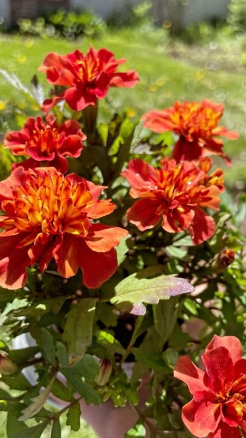 Cheerful Marigolds