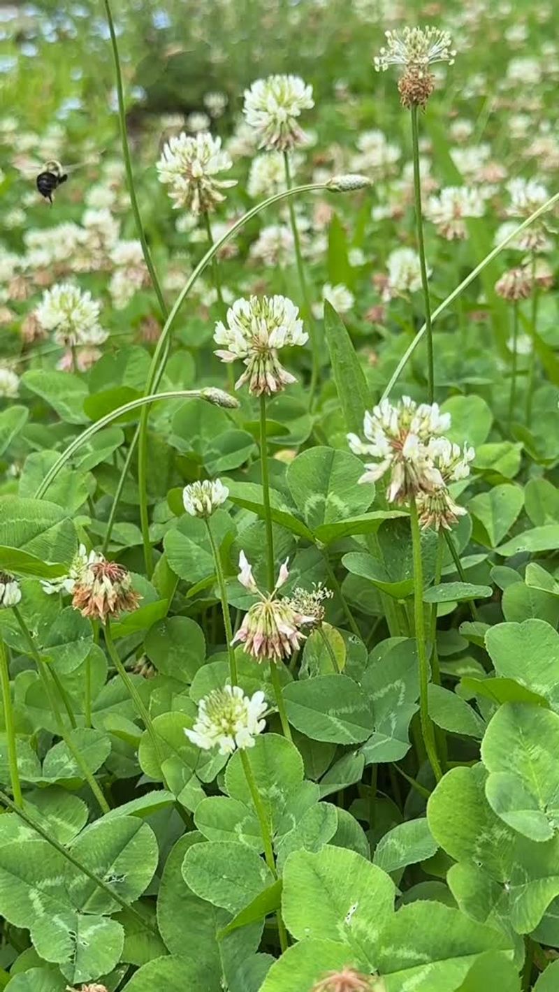 Nitrogen-Rich Clover